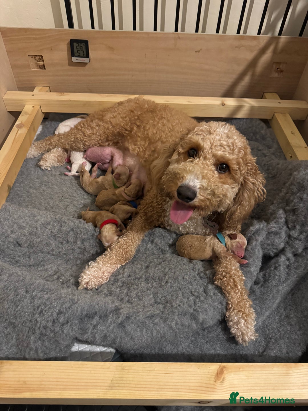 Mixed Breed dogs for sale: 👑 Superb Rare Health Teated Cockadoodledoo Pups - Image 4