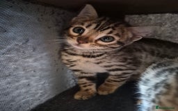 Bengal cats for sale: Stunning 5th generation bengal kitten - Image 5