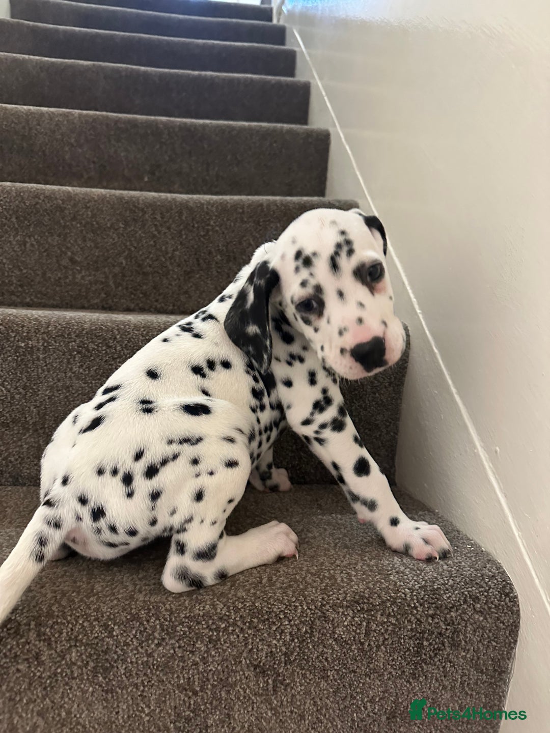 Dalmatian dogs for sale: Dalmatian boys 2 stunning boys left - Advert 9