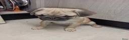 Pug dogs for sale: Pugs  - Advert 7