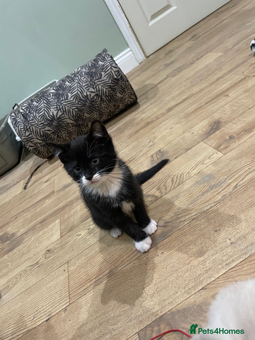 Mixed Breed cats for sale: 2 beautiful little girls - Advert 2