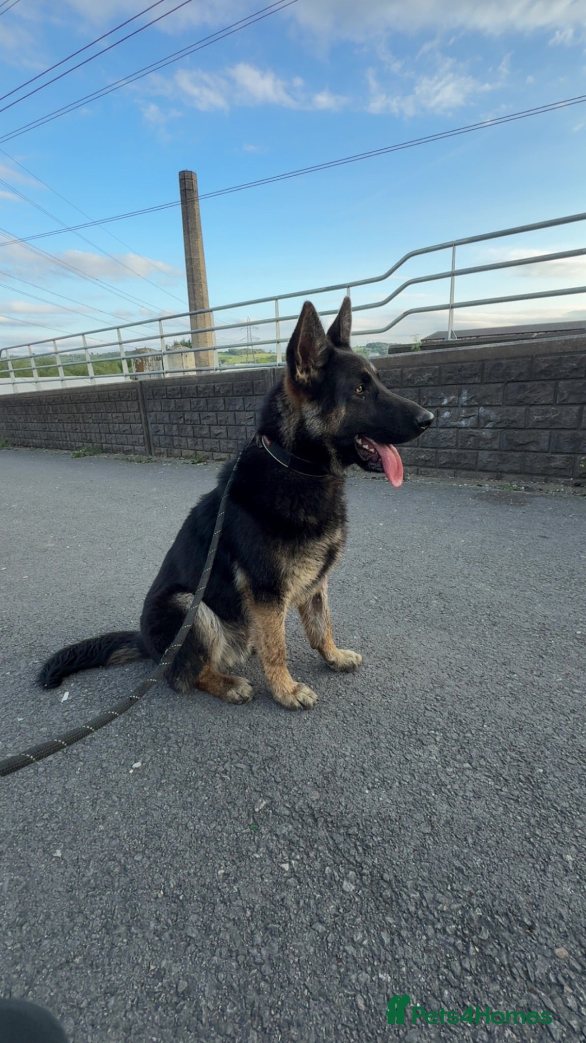 German Shepherd dogs 1 year 11 months old male german shepherd  - Advert 5