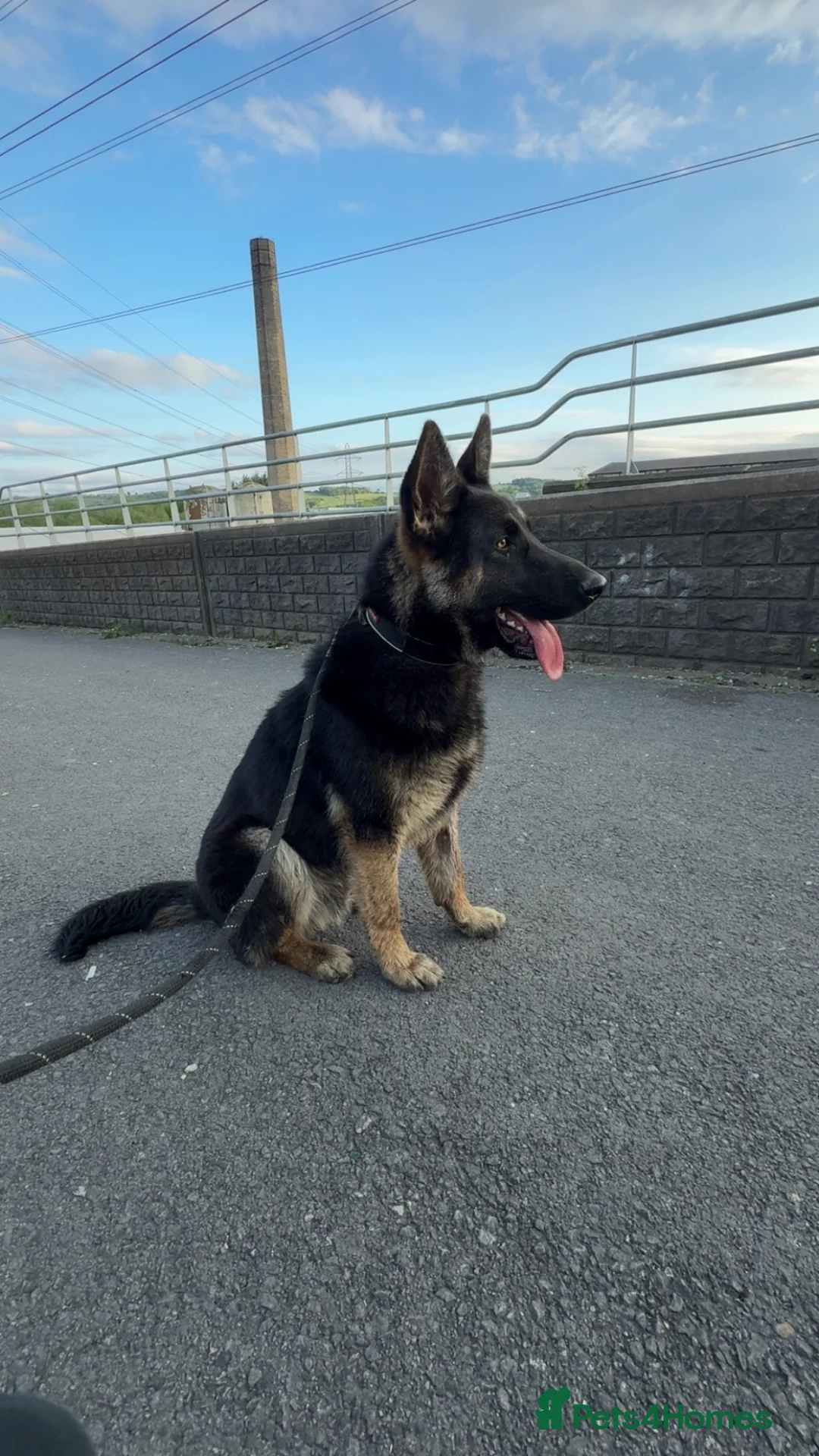 German Shepherd dogs for sale: 1 year 11 months old male german shepherd  in Dewsbury - Advert 1