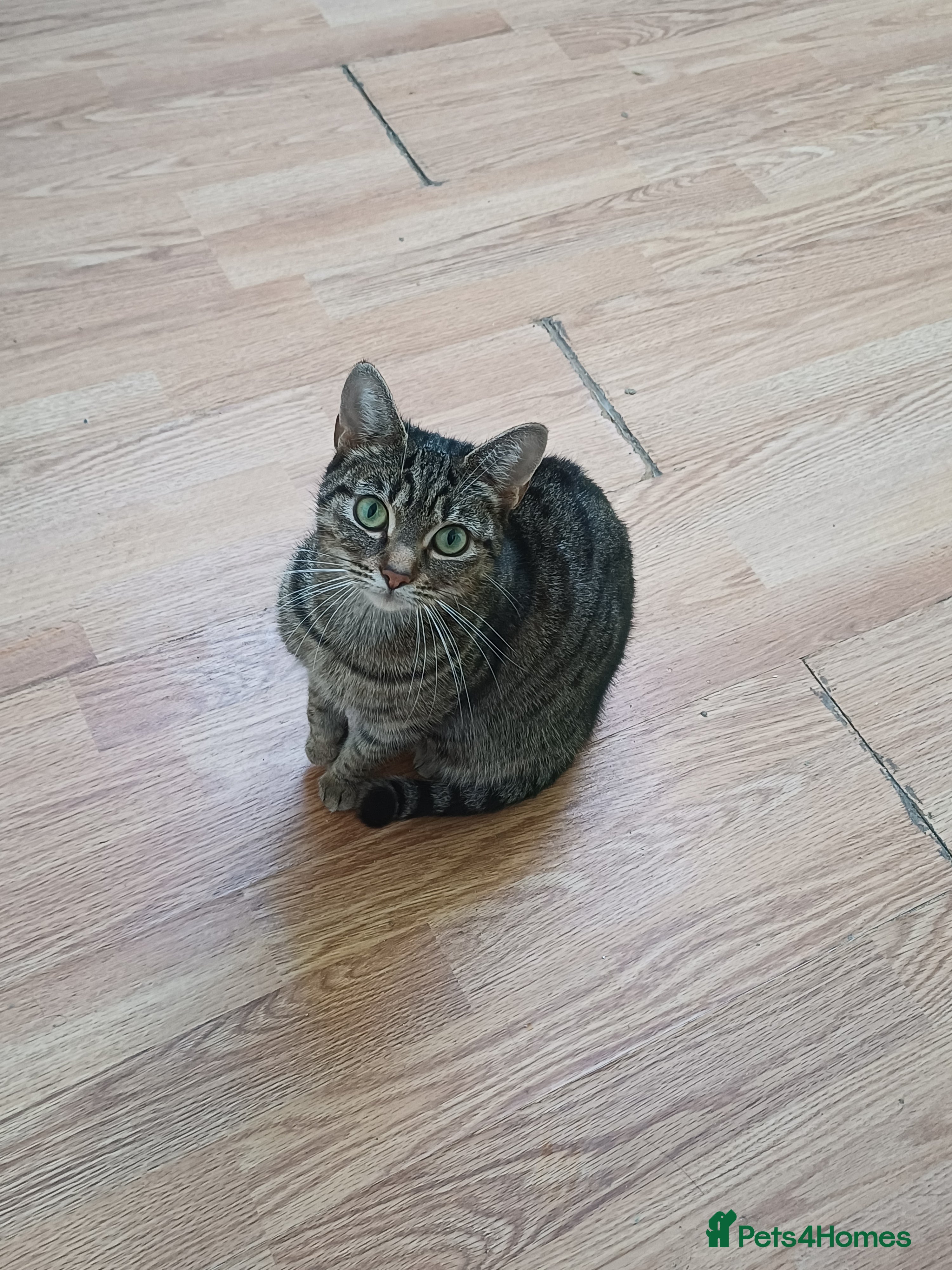 Domestic Shorthair cats Selling a litter of 2 month old kittens  - Advert 2