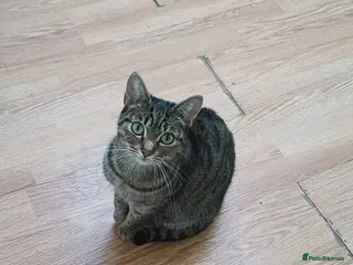 Domestic Shorthair cats Selling a litter of 2 month old kittens - Advert 10