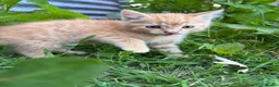 Domestic Shorthair cats for sale: 4 kittens ready to go now  - Advert 11
