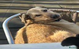 Mixed Breed dogs for adoption: Pettern - Norwich Norfolk  - Image 22