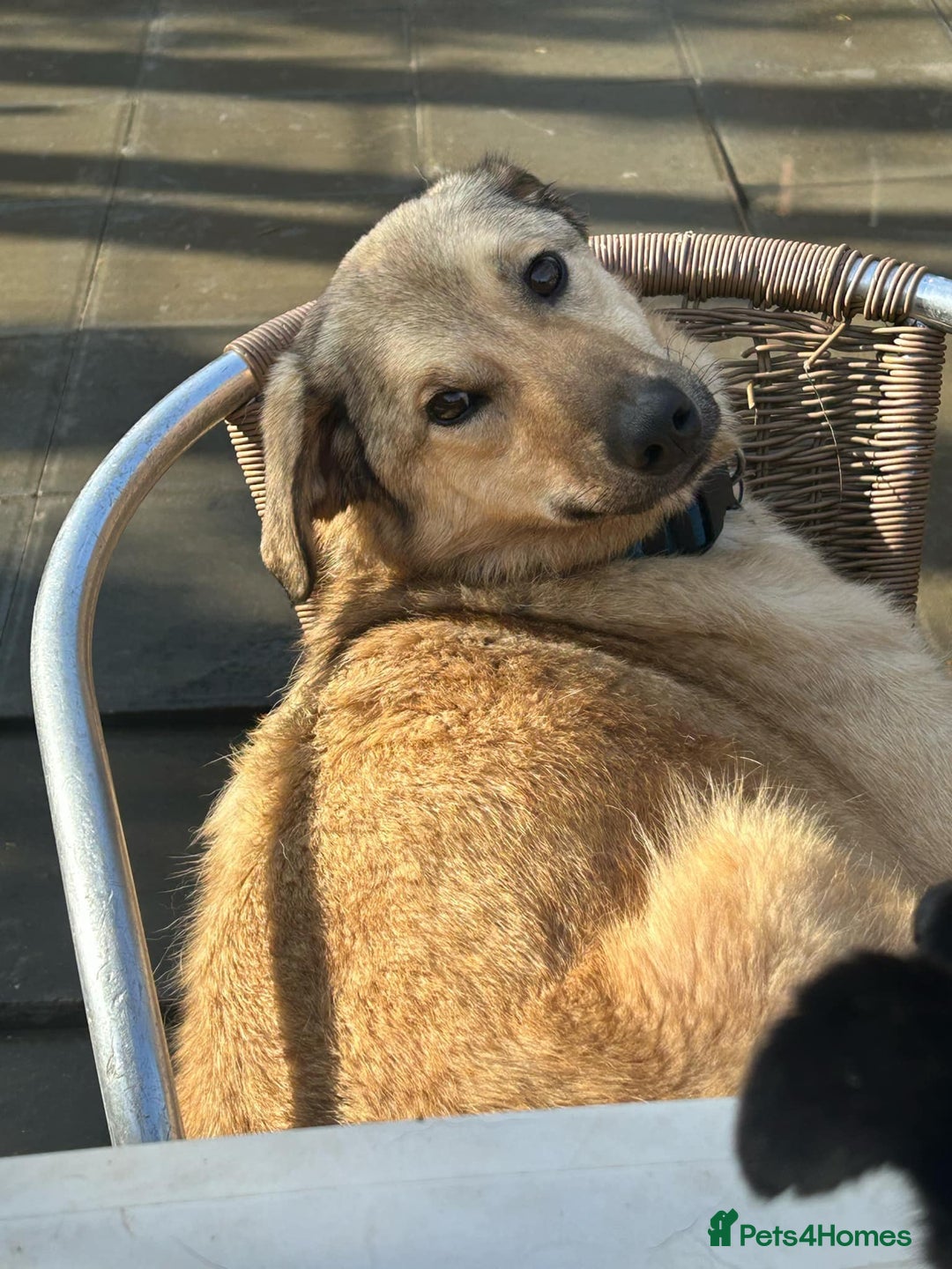 Mixed Breed dogs for adoption: Pettern - Norwich Norfolk  - Image 22