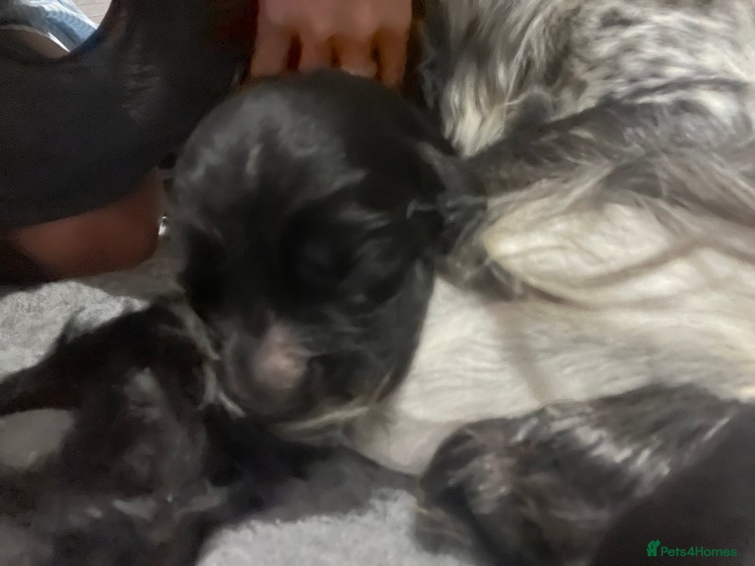 Cocker Spaniel dogs for sale: Beautiful Working Cocker Spaniel Puppies for Sale - Image 13