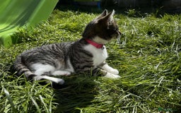 Mixed Breed cats for sale: Female Cat For Sale - Image 7