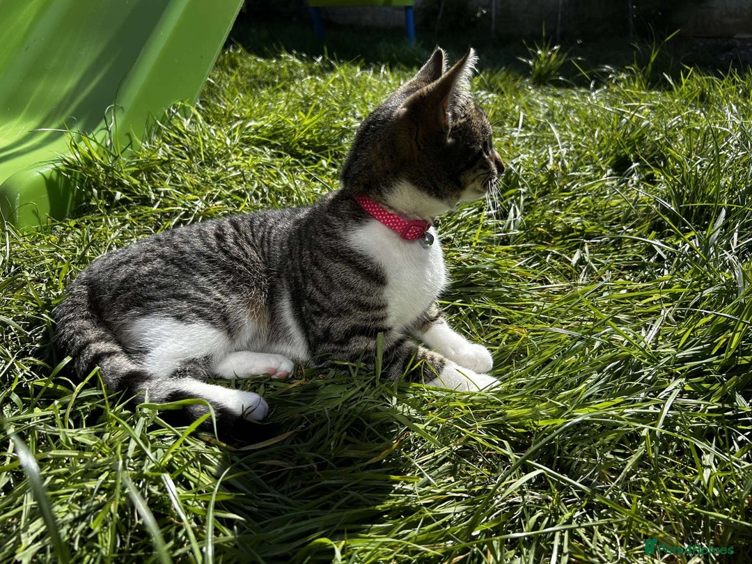 Mixed Breed cats for sale: Female Cat For Sale - Image 7