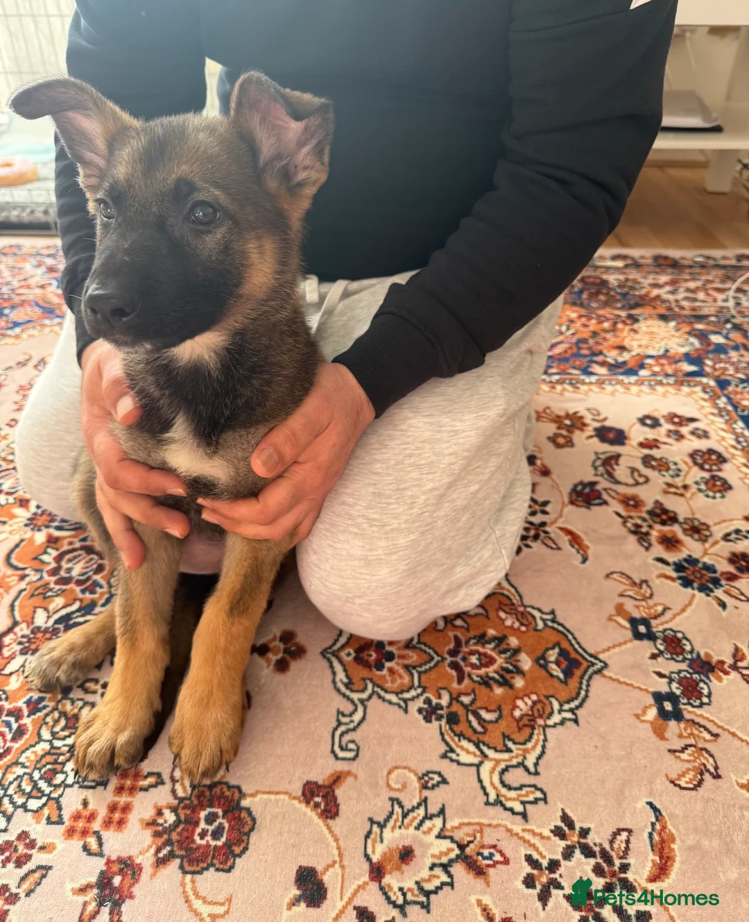 German Shepherd dogs for sale: beautiful 3 month old German shepherd  - Advert 1