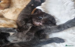 Mixed Breed cats for sale: Mixed tortoiseshell/British short-hair  - Image 3