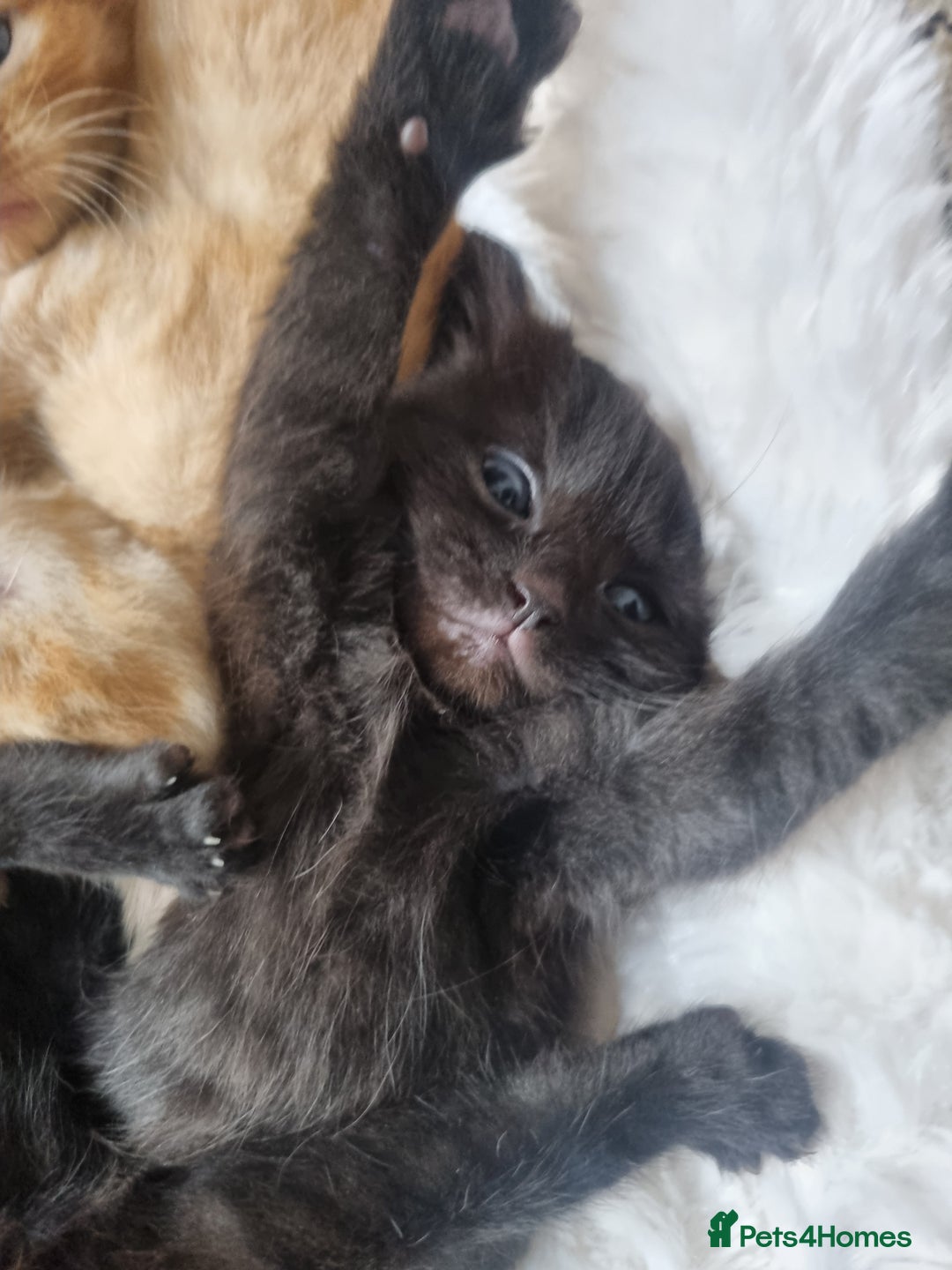 Mixed Breed cats for sale: Mixed tortoiseshell/British short-hair  - Image 3