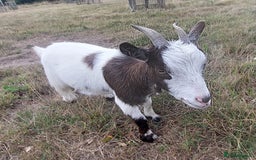 Goats livestock for sale: Very pretty and friendly female pgymy goat. - Image 2