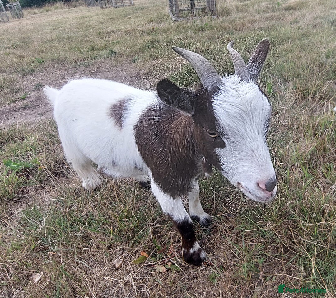 Goats livestock for sale: Very pretty and friendly female pgymy goat. - Image 2