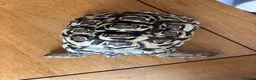 Tortoise reptiles for sale: Chester the 6year old Tortoise needs a new home. - Advert 2