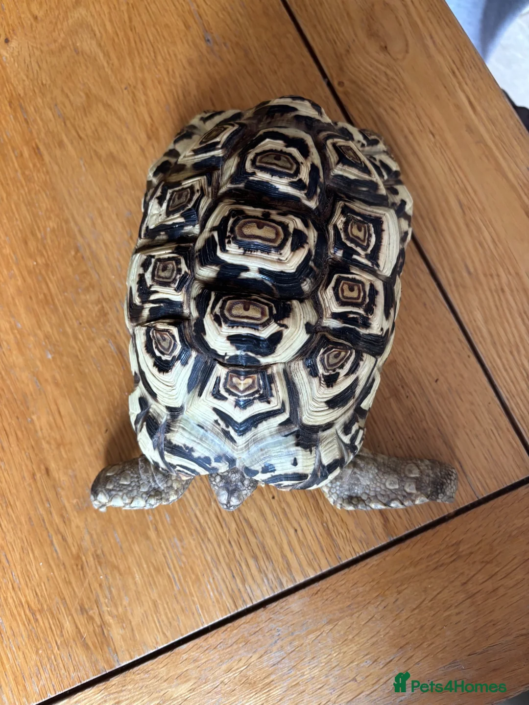 Tortoise reptiles for sale: Chester the 6year old Tortoise needs a new home. - Advert 2