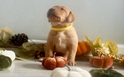 Labrador Retriever dogs for sale: Yellow Labrador Puppies - Image 25