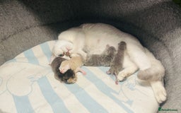Scottish Fold cats for sale: Beautiful litter Scottish fold ready to reserve ❤️ - Image 17