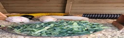 Guinea Pig rodents for sale: 5 male guinea pigs  - Advert 2