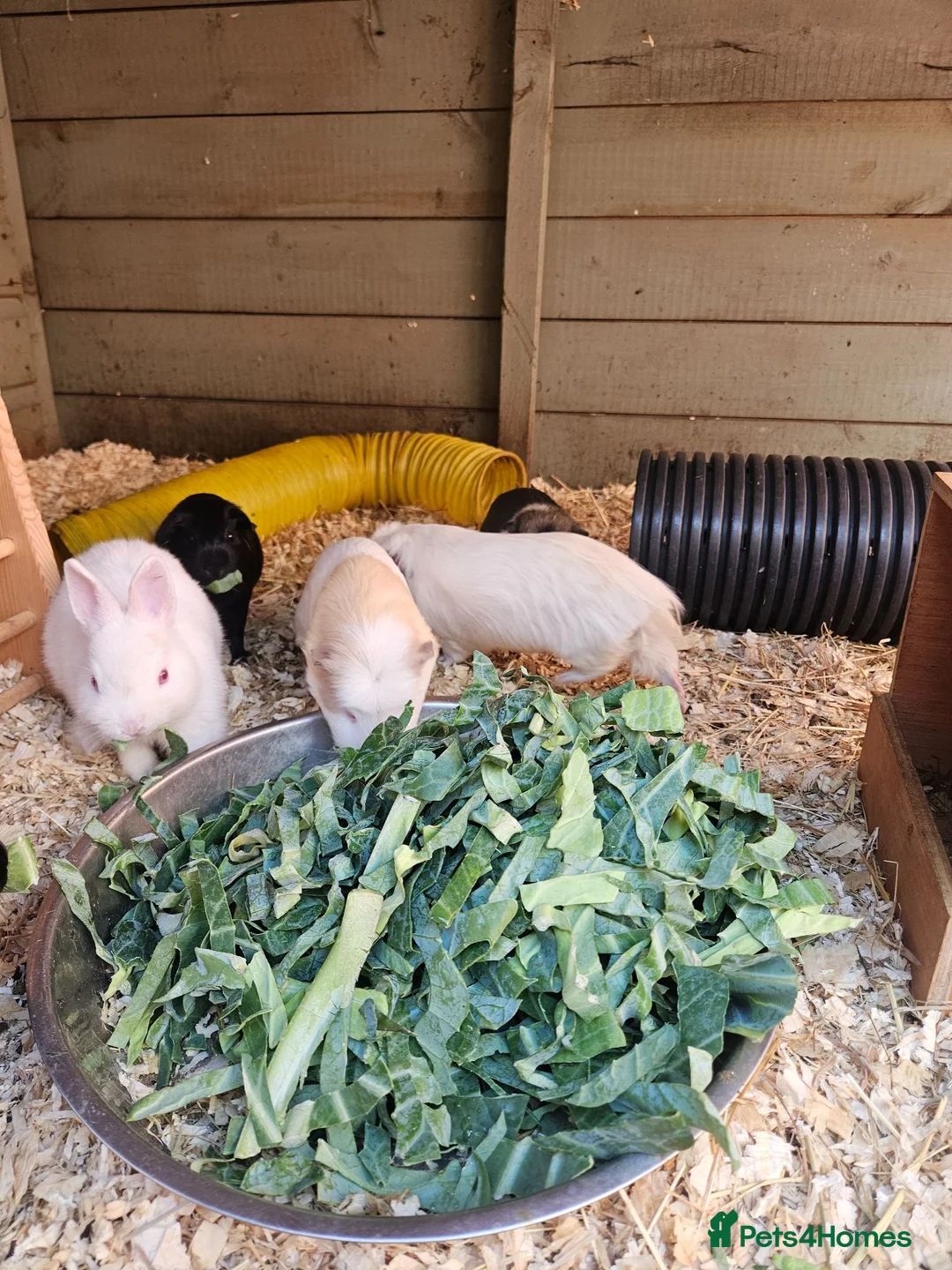 Guinea Pig rodents for sale: 5 male guinea pigs  - Advert 2