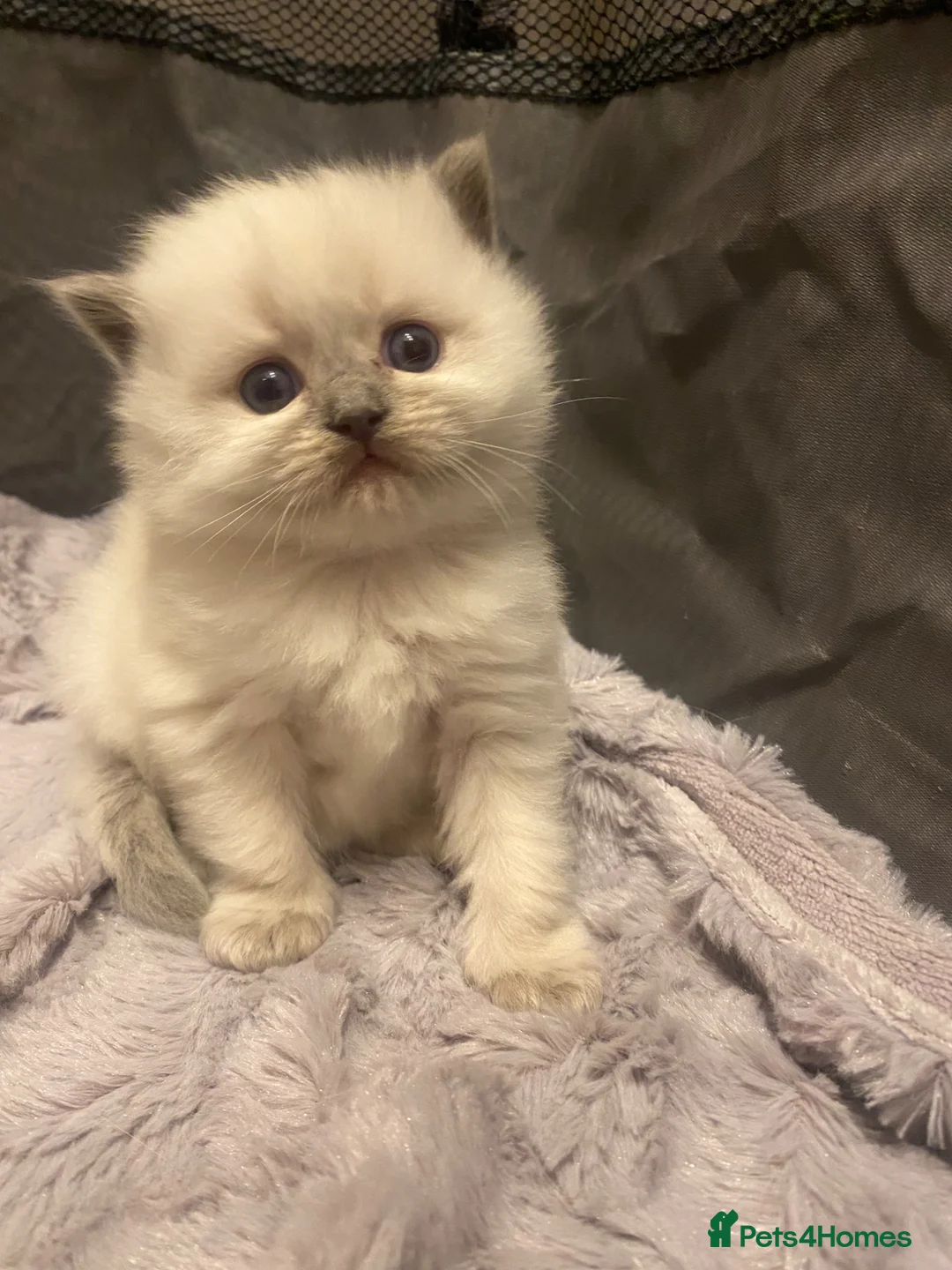 Ragdoll cats for sale: 😻WAITING LIST 😻Doll face Ragdoll kittens  - Advert 8
