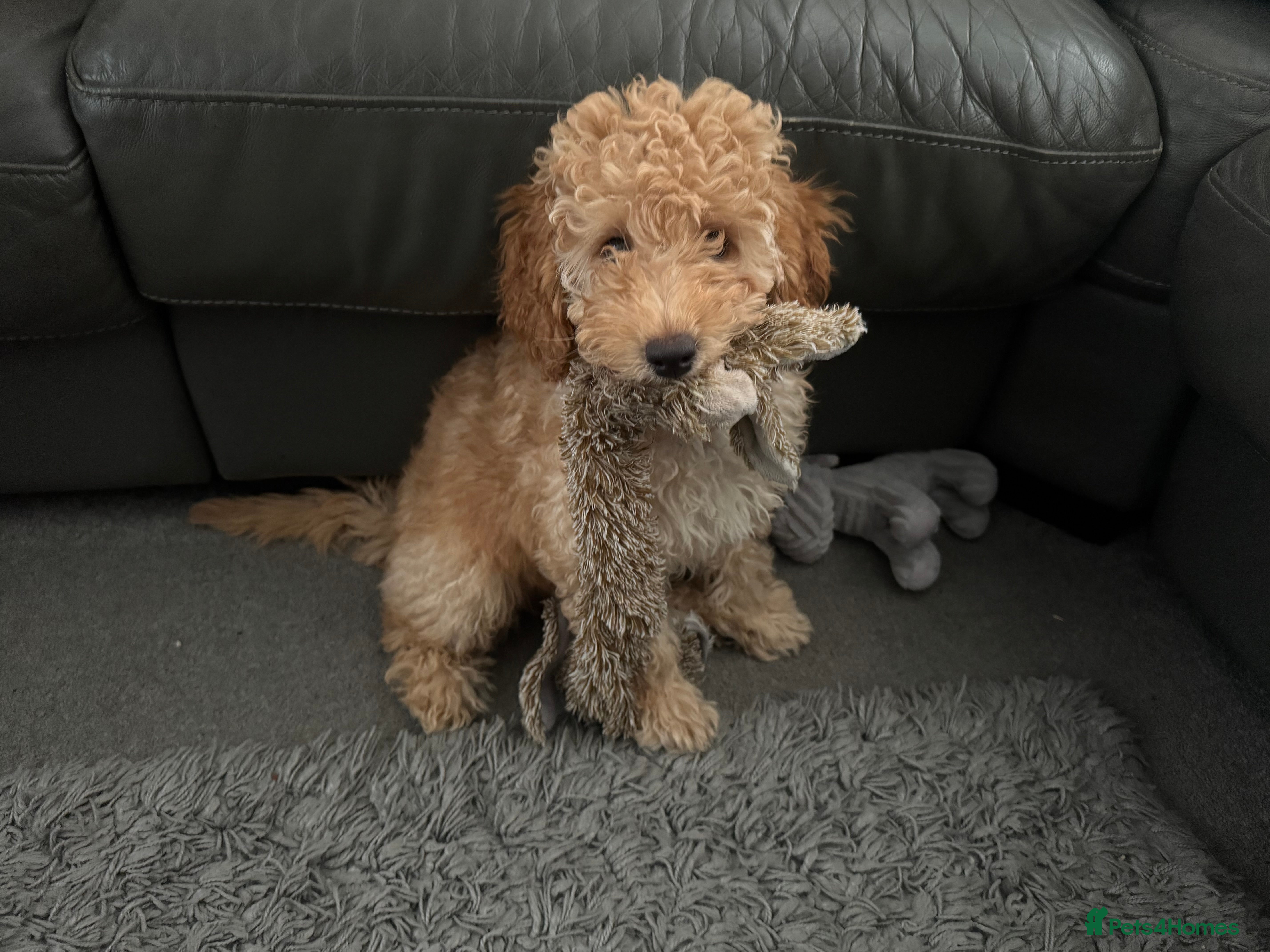 Miniature Poodle dogs 1 Golden boy re-available.Miniature Poodle Puppies - Advert 6
