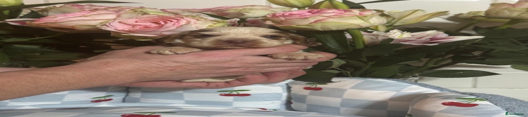 Cocker Spaniel Puppy 1