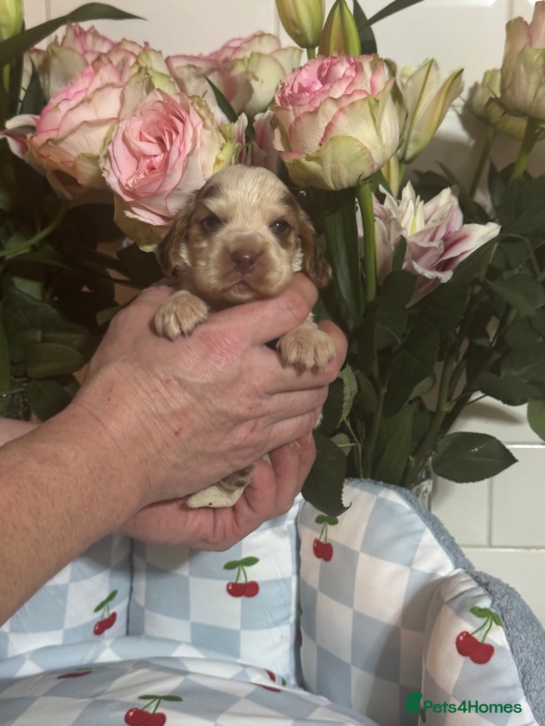 Cocker Spaniel dogs for sale: 7 gorgeous show type cocker spaniel dna clear  - Advert 4