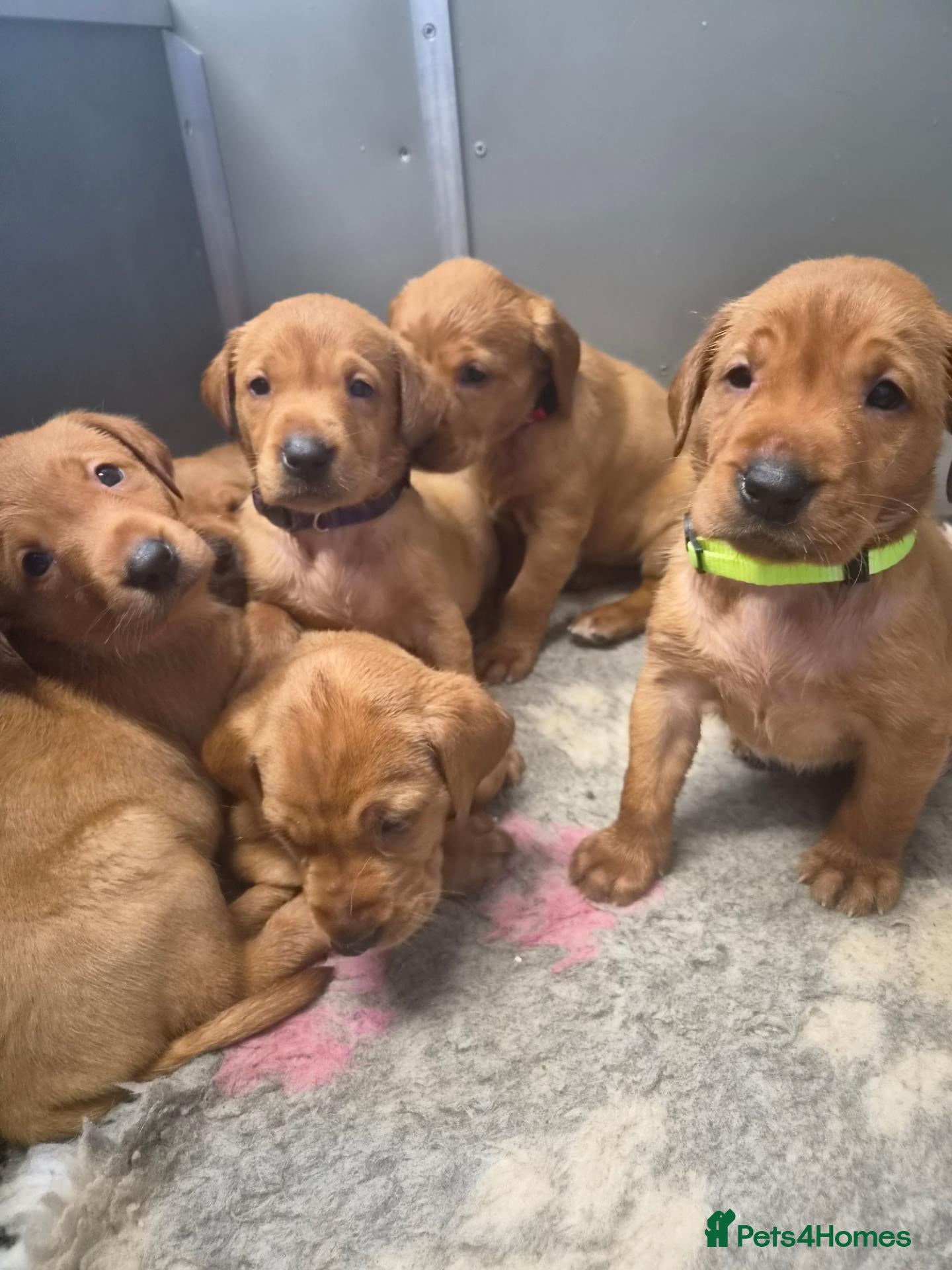 Labrador Retriever dogs Beautiful KC Registered Fox Red Labrador Puppies  - Advert 1