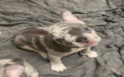 French Bulldog dogs for sale: REDUCED last 3 females don’t miss out great price - Image 2