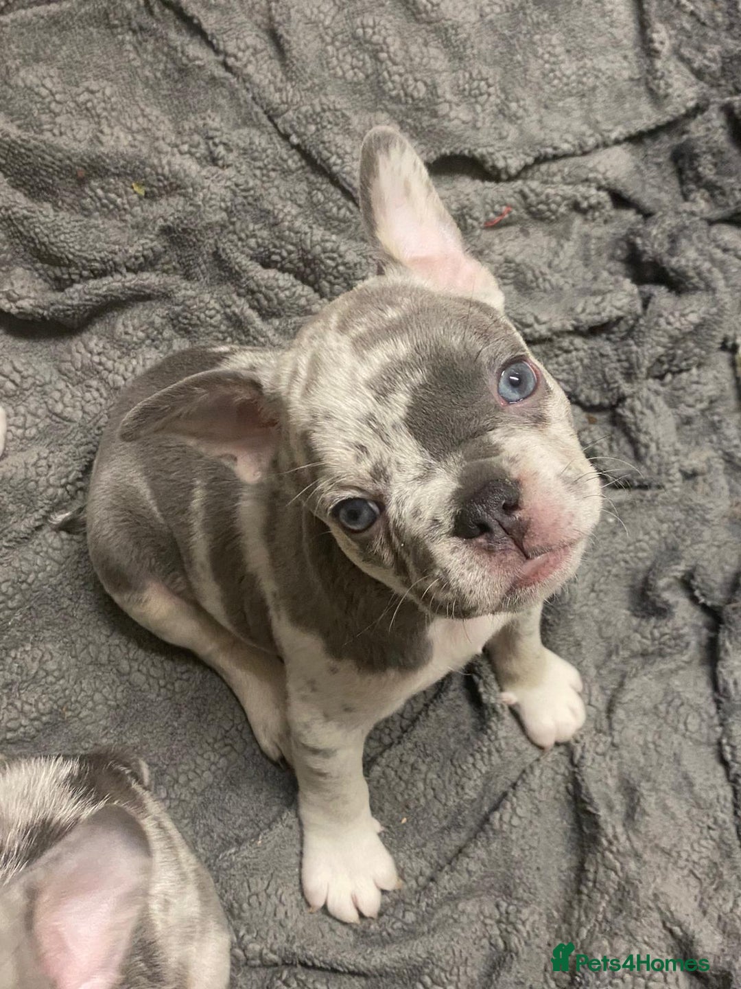 French Bulldog dogs for sale: REDUCED last 3 females don’t miss out great price - Image 2