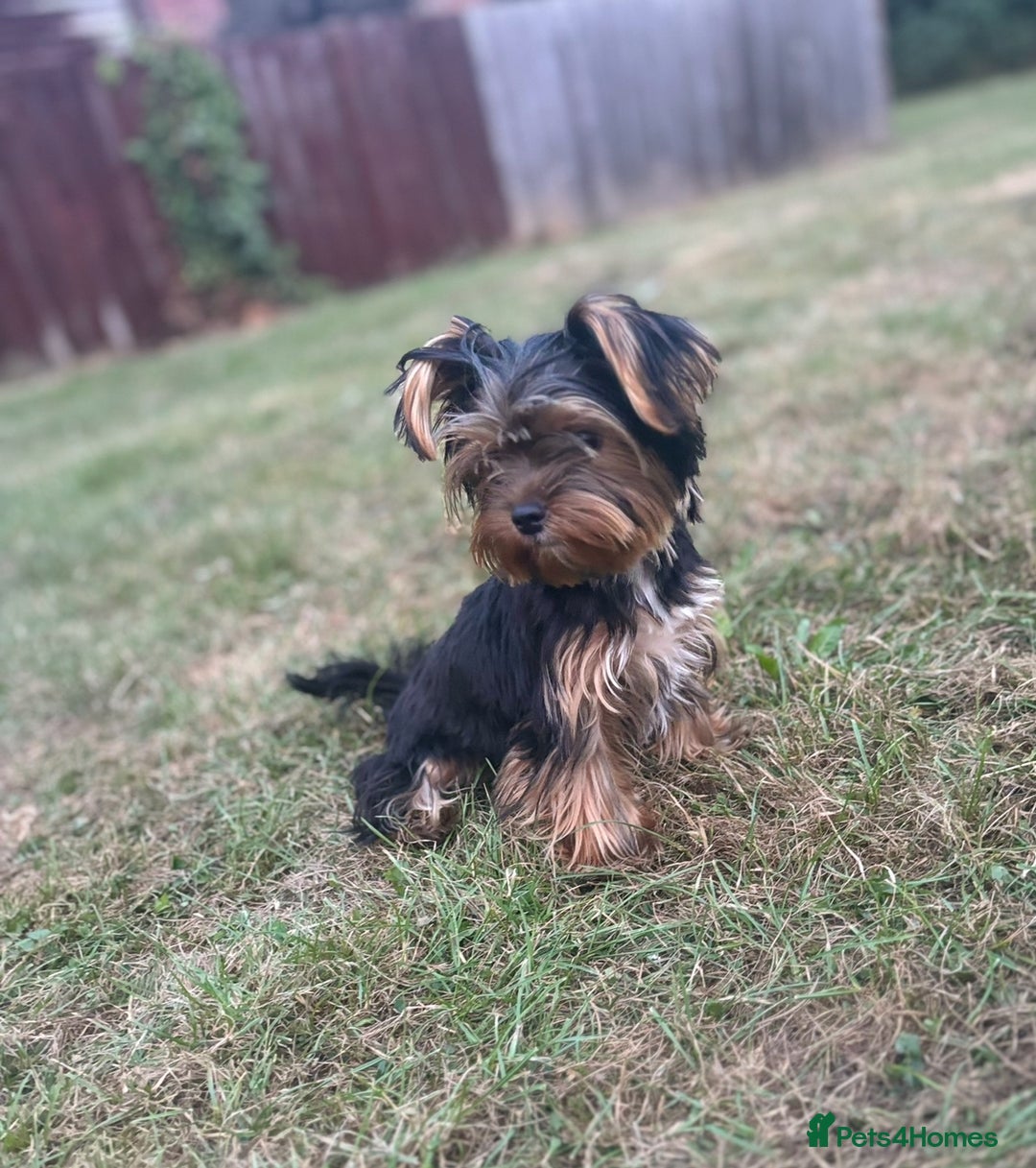 Yorkshire Terrier dogs for sale: Beautiful pure Yorkshire terriers puppy’s  - Advert 4