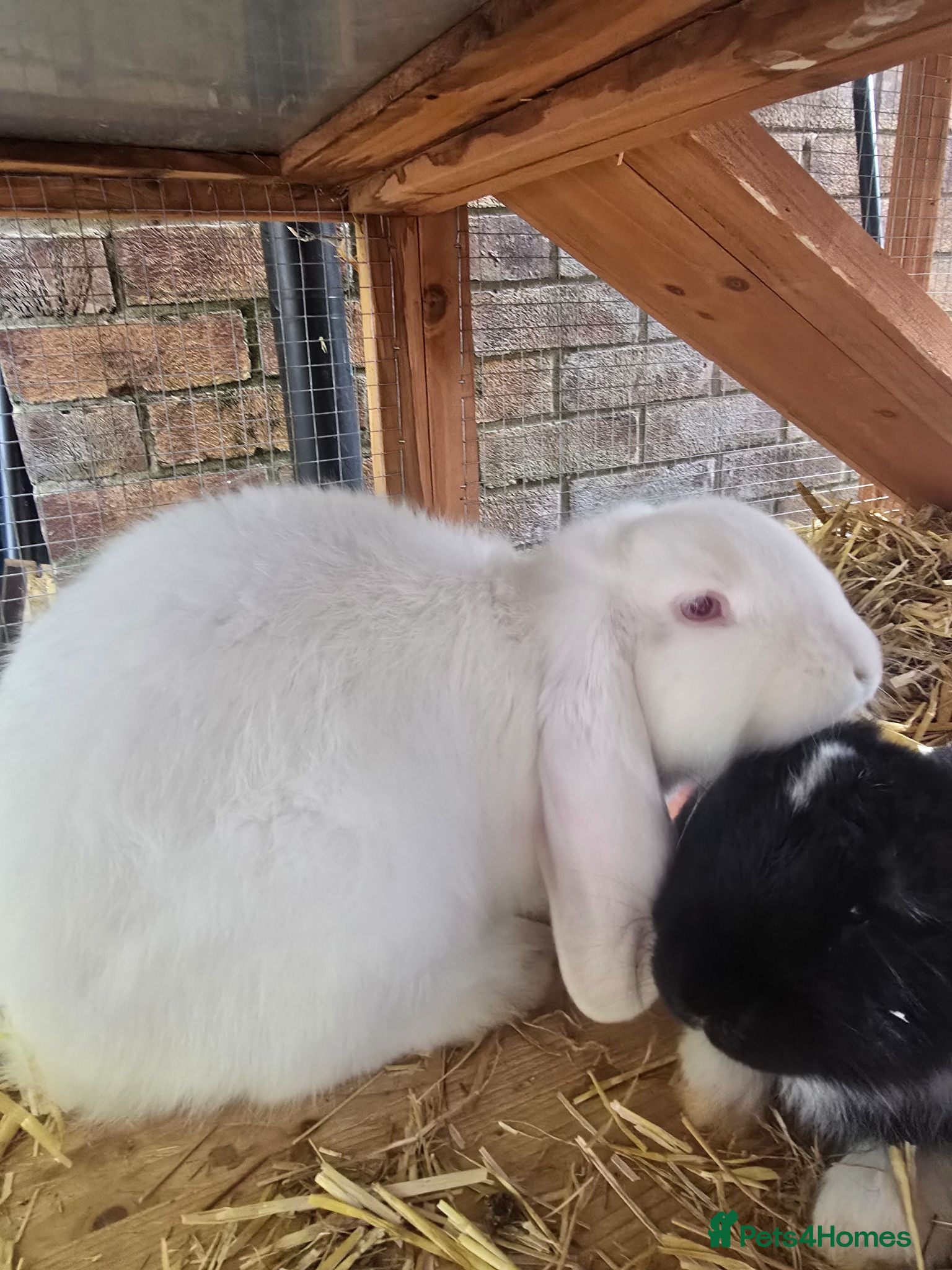 French Lop rabbits White Pedigree French Lop - Advert 6