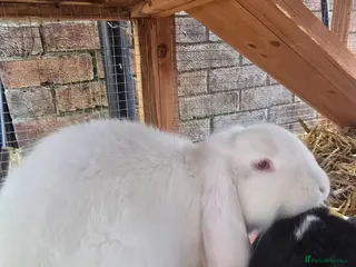 French Lop rabbits White Pedigree French Lop - Advert 6