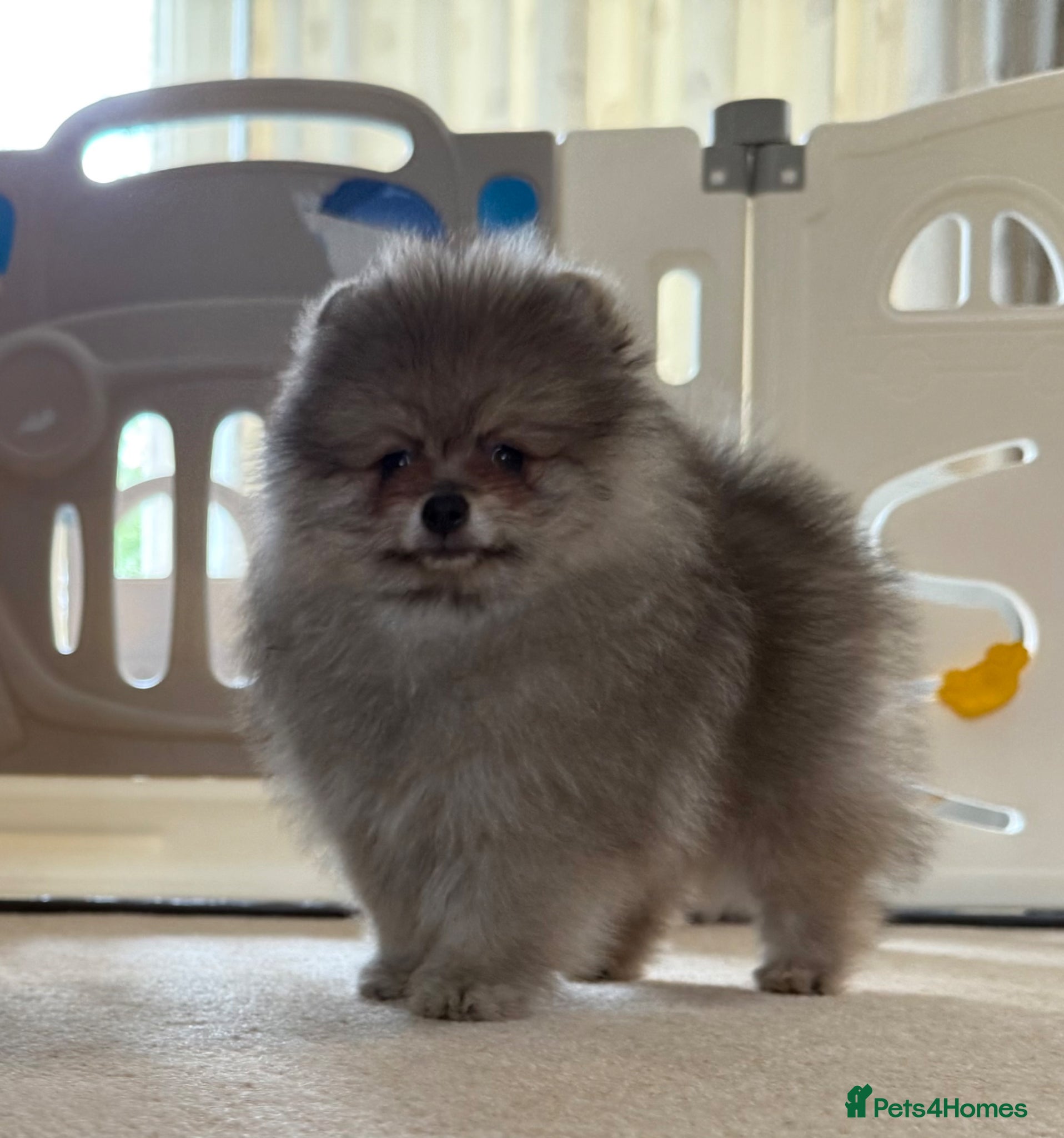 Pomeranian dogs ✨ Rare colour/Thick coat Teddy Bear Pom Puppies ✨ - Advert 4