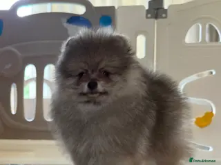 Pomeranian dogs ✨ Rare colour/Thick coat Teddy Bear Pom Puppies ✨ - Advert 4