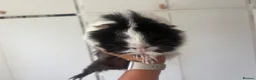 Guinea Pig rodents for sale: 2 Bonded boys around 1 and a half Years Old + cage in Nottingham - Advert 2