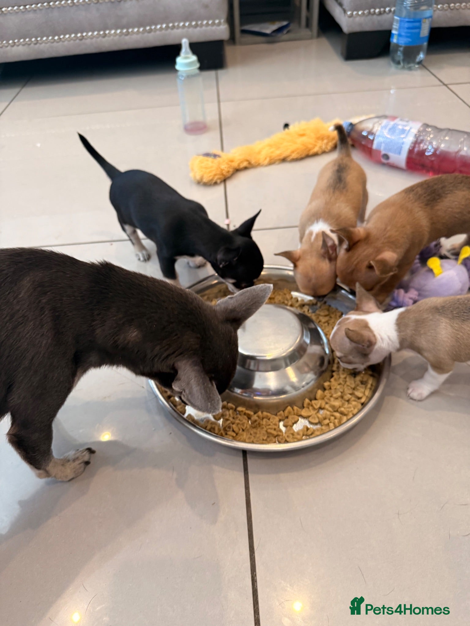 Chihuahua dogs Smooth Coat Chihuahua Puppies - Advert 21