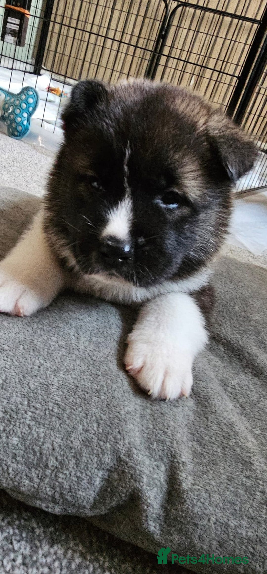 Akita dogs for sale: 🐾 American Akita Puppies for Forever Homes 🐾 - Image 13