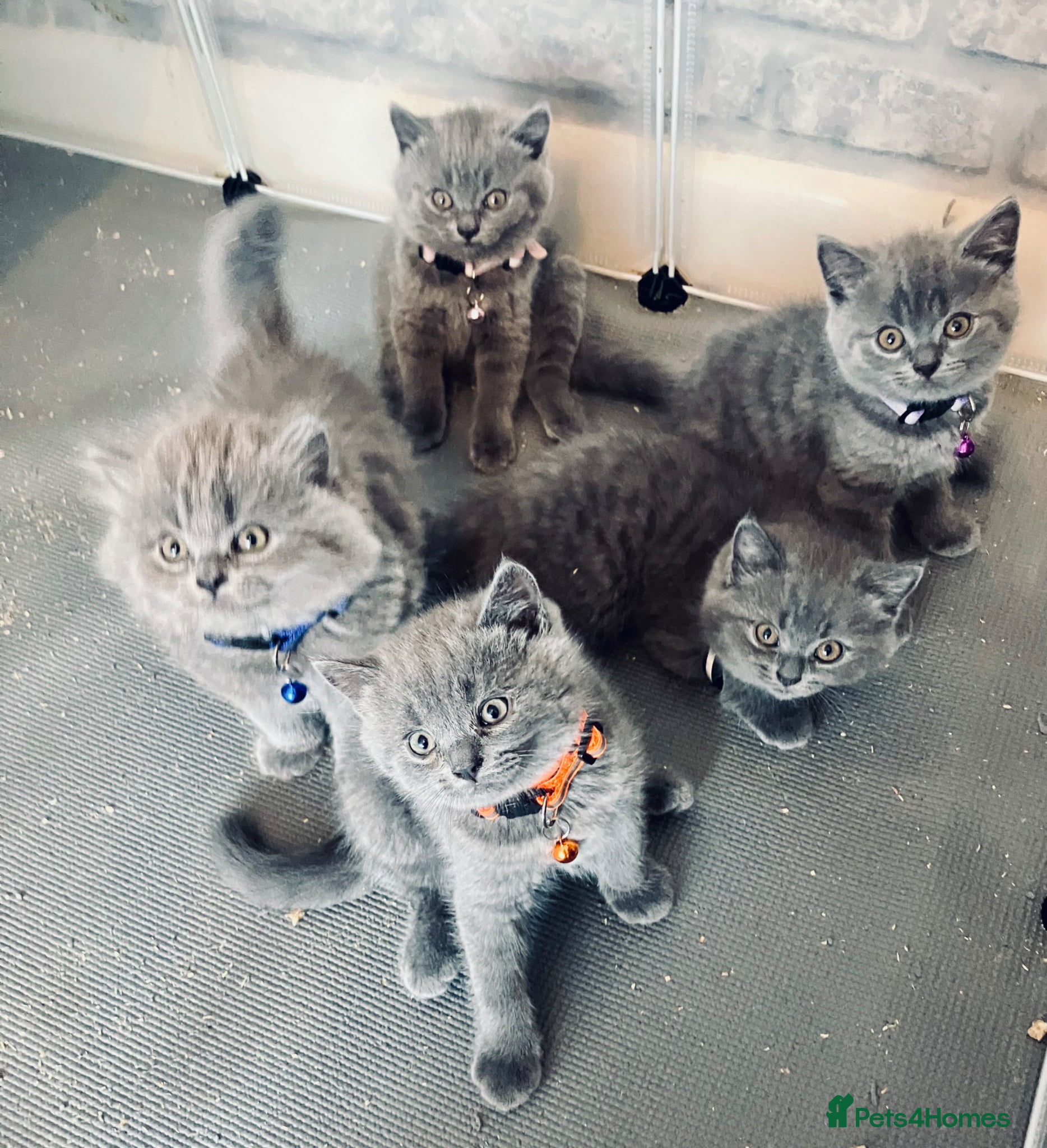 British Shorthair cats 💙 British shorthair 🩷 - Advert 1