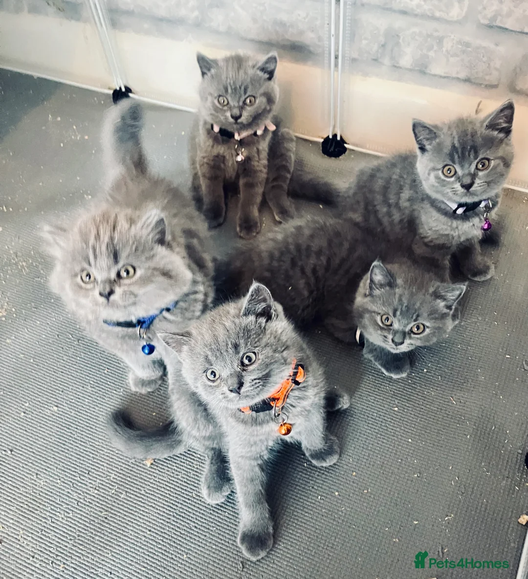 British Shorthair cats for sale: 💙 British shorthair 🩷 - Advert 1
