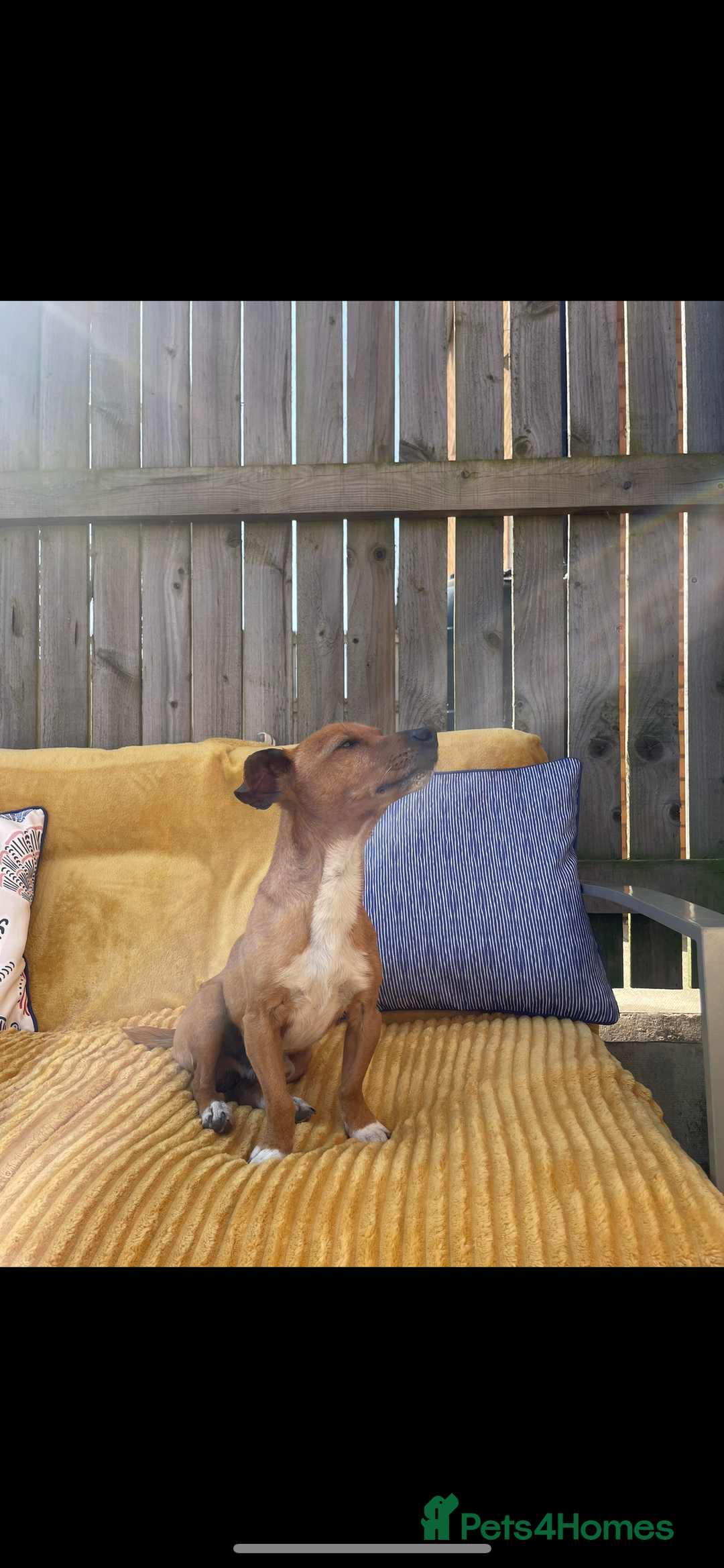 Jack Russell dogs for sale: Jack russel - Image 1