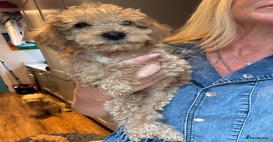 Cockapoo dogs - Advert 13
