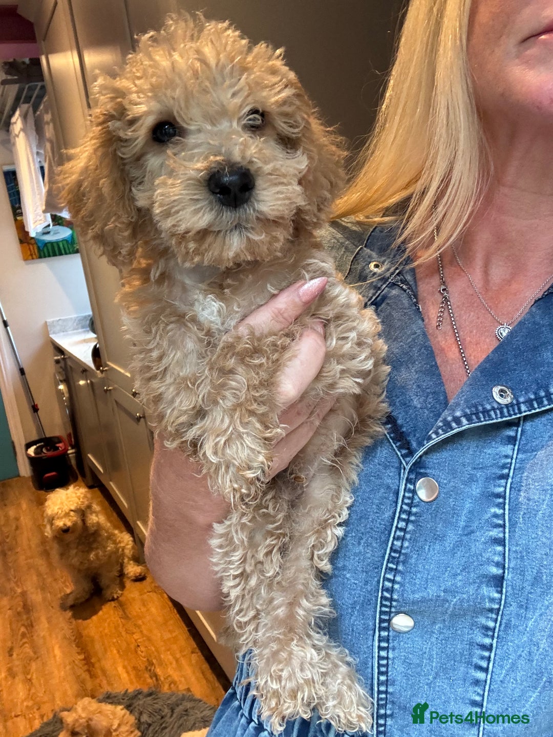 Cockapoo dogs for sale: F2b Cockapoo well handled & social  - Image 1