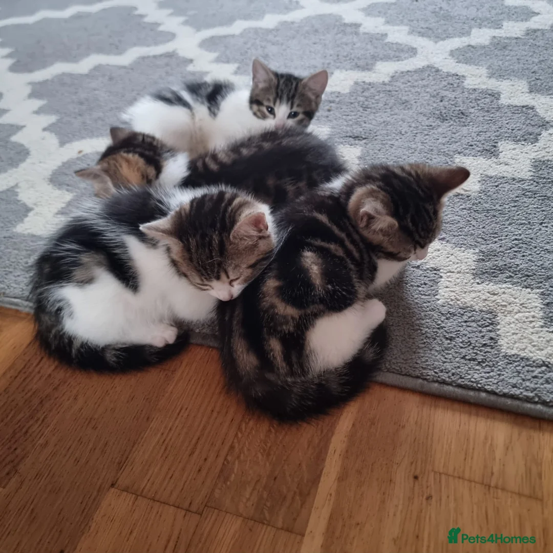 Mixed Breed cats for sale: 4 Cute Kittens For Sale !!!! - Advert 14