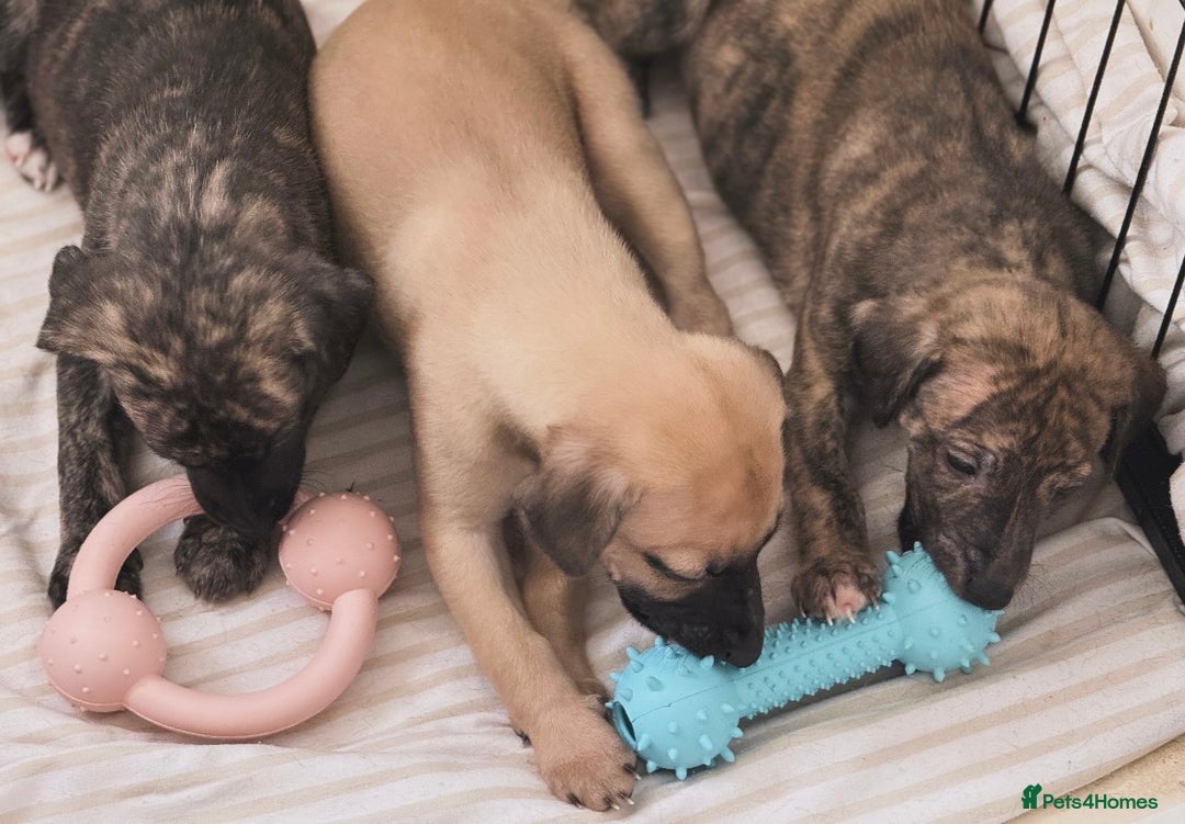 Whippet dogs for sale: KC Registered Whippet puppies  - Image 8