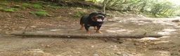 Rottweiler dogs for sale: Beautiful 4yr old Rottweiler in need of new home - Advert 4