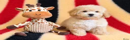 Poochon dogs for sale: Absolutely gorgeous poochon boys ready now  in Chester - Advert 6